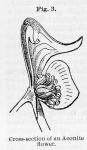 Fig. 3. Cross-section of an Aconite flower.