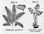 Fig. 8. Adiantum pedatum. Fig. 9. A. capillus-veneris.