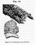 Fig. 15. Bark of Alstonia constricta.