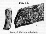 Fig. 16. Bark of Alstonia scholaris.
