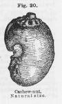 Fig. 20. Cashew-nut, Natural size.