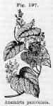 Fig. 197. Anamirta paniculata.