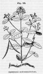 Fig. 28. Apocynum androsaemifolium.