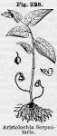Fig. 228. Aristolochia Serpentaria.
