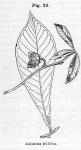 Fig. 35. Asimina triloba.