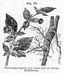 Fig. 39. Flowering branch and fresh root.