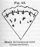 Fig. 42. Mealy Belladonna root