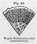 Fig. 44. Woody Belladonna root