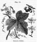 Fig. 50. Bryonia dioica.