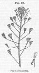 Fig. 56. Fruit of Capsella.