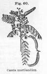 Fig. 60. Cassia marilandica.