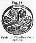 Fig. 81. Fruit of Citrullus Colocynthis.