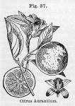 Fig. 37. Citrus Aurantium.