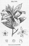 Fig. 154. Sterculia acuminata.