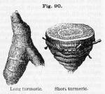 Fig. 90. Long turmeric. Short turmeric.