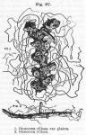 Fig. 97. 1. Dioscorea villosa, var. glabra. 2. Dioscorea villosa.