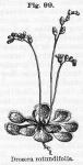 Fig. 99. Drosera rotundifolia.
