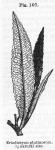 Fig. 107. Eriodictyon glutinosum.