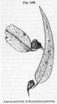 Fig. 108. Leaves and fruit of Eucalyptus globulus.
