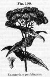 Fig. 109. Eupatorium perfoliatum.