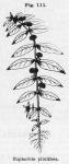 Fig. 111. Euphorbia pilulifera.