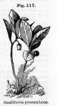 Fig. 117. Gaultheria procumbens.