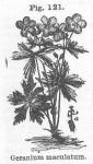 Fig. 121. Geranium maculatum.