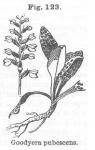 Fig. 123. Goodyera pubescens.