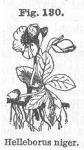 Fig. 130. Helleborus niger.