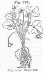 Fig. 131. Anemone hepatica.