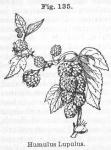Fig. 135. Humulus lupulus.