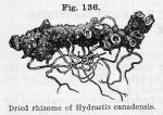 Fig. 136. Dried rhizome of Hydrastis canadensis.