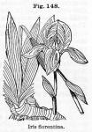 Fig. 148. Iris florentina.