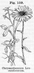 Fig. 159. Chrysanthemum Leucanthemum.