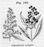 Fig. 160. Ligustrum vulgare.
