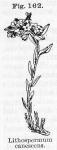 Fig. 162. Lithospermum canescens.