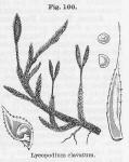 Fig. 166. Lycopodium clavatum.