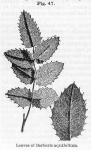 Fig. 47. Leaves of Berberis aquifolium.