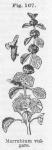 Fig. 167. Marrubium vulgare.