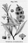 Fig. 181. Melaleuca Leucadendron.