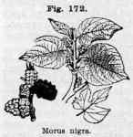 Fig. 172. Morus nigra.