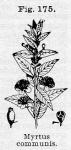 Fig. 175. Myrtus communis.