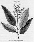 Fig. 188. Oxydendron arboreum.