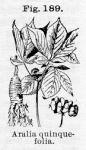 Fig. 189. Aralia quinquefolia.