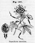 Fig. 190. Passiflora caerulea.