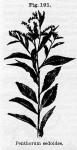 Fig. 191. Penthorum sedoides.