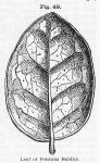 Fig. 49. Leaf of Peumus boldus.