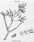 Fig. 200. Piscidia Erythrina.