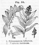 Fig. 84. 1. Polygonatum biflorum. 2. Vagnera racemosa.