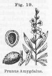 Fig. 19. Prunus Amygdalus.